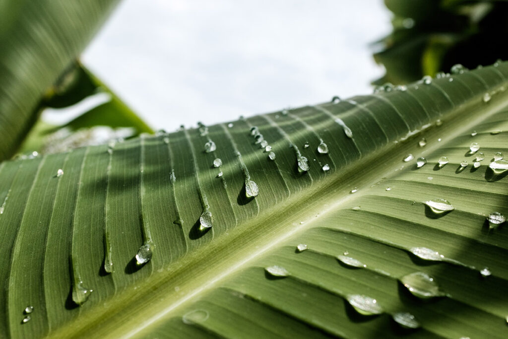 leaf