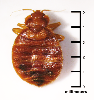 bed bug, shows they are about 5 millimeters