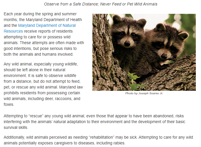 Image: Two raccoons sitting in a tree. Text: Observe from a safe distance. Never feed or pet wild animals. Attempting to care for any wild animals potentially exposes caregivers to diseases including rabies. Source: MD Dept. of Natural Resources website.